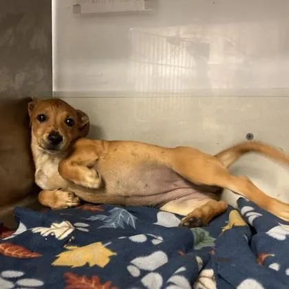 A baby medium-sized female Cardigan Welsh Corgi dog named Gamora for adoption in Morton Grove, IL
