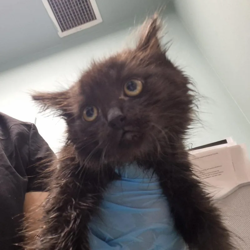 A baby small-sized male Black Domestic Short Hair cat named Little Tyke for adoption in Tacoma, WA