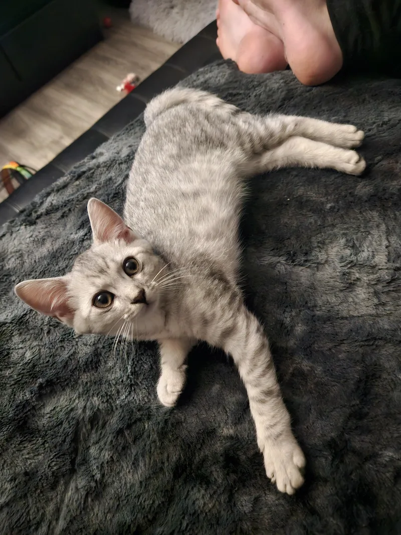 A baby small-sized male Egyptian Mau cat named Kai for adoption in La Puente, CA