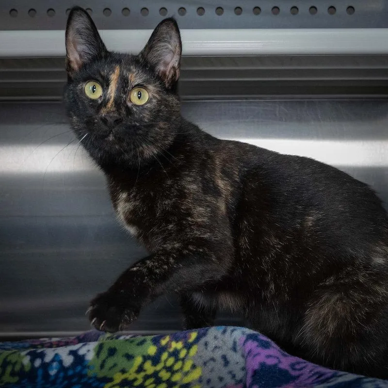 A young medium-sized female Domestic Short Hair cat named Jasmine for adoption in Wilmington, NC
