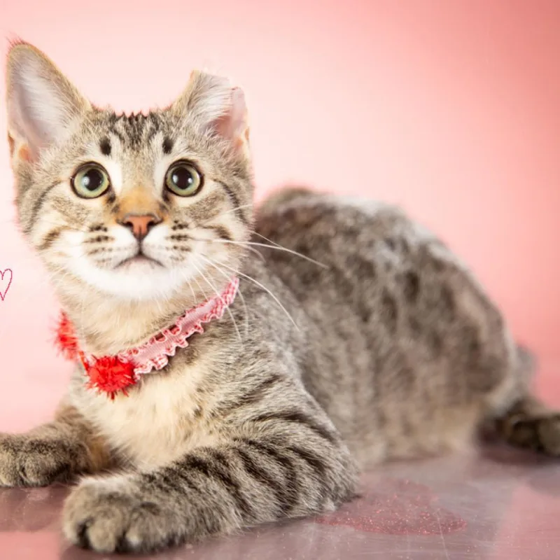 An adult small-sized male Gray / Blue / Silver Domestic Short Hair cat named Austin for adoption in Springfield, MO