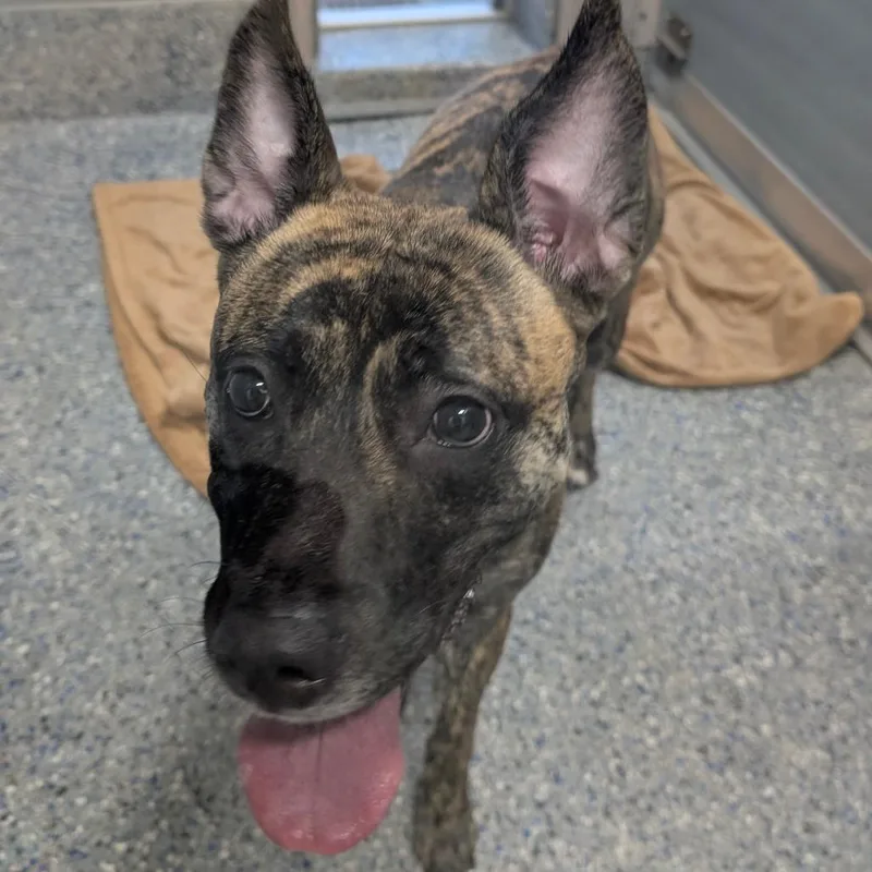 A young large-sized female Brindle Shepherd dog named Teal for adoption in Charlottesville, VA