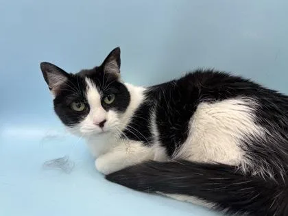 An adult small-sized female Domestic Short Hair cat named Pippa for adoption in Woodbury, MN