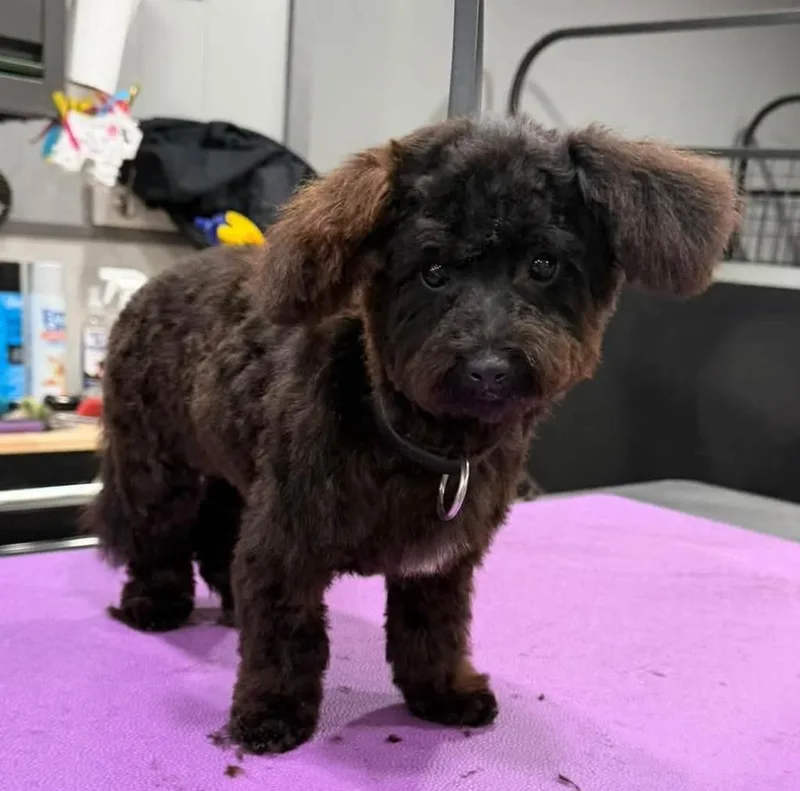 A baby small-sized male Poodle dog named Peanut for adoption in Rockford, IL