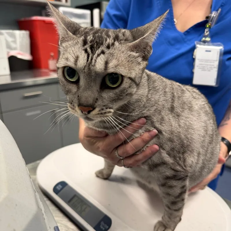 An adult large-sized female Gray / Blue / Silver Bengal cat named Queen for adoption in Greensboro, NC
