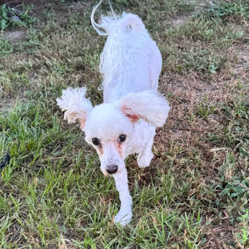 An adult small-sized female White / Cream Miniature Poodle dog named Jelly Bean Juniper for adoption in Houston, TX