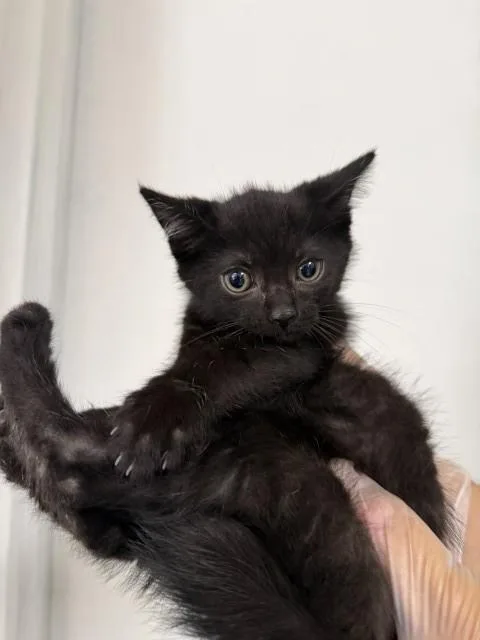A baby small-sized female Domestic Short Hair cat named Ana for adoption in San Bernardino, CA