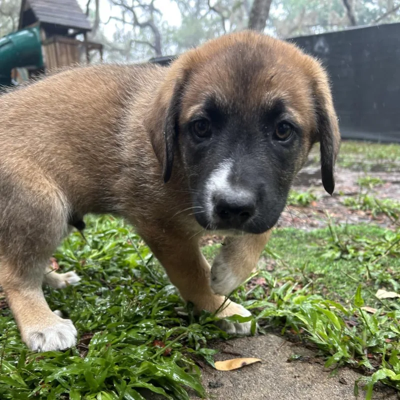 A baby large-sized male Yellow / Tan / Blond / Fawn Shepherd dog named Chase for adoption in Port Richey, FL