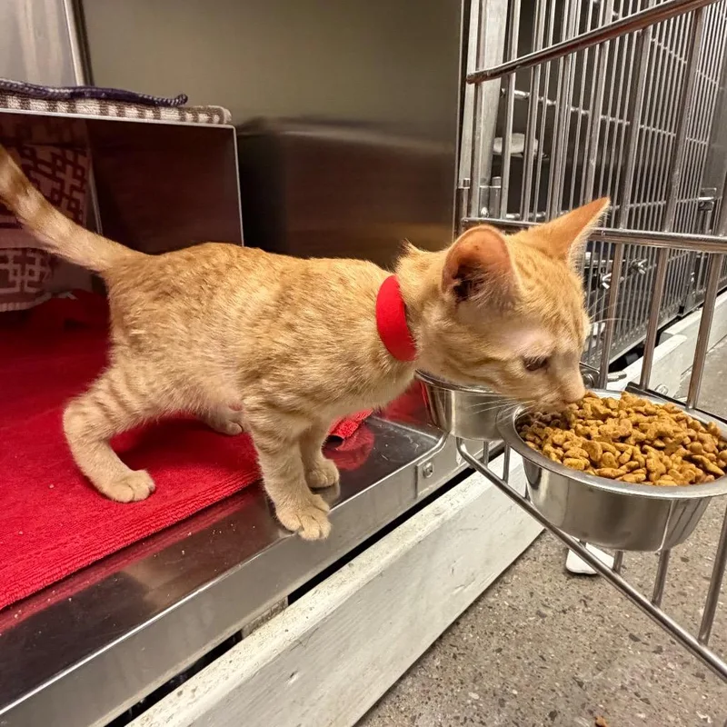 A baby small-sized female Orange / Red Domestic Short Hair cat named Kat for adoption in Hamburg, NY