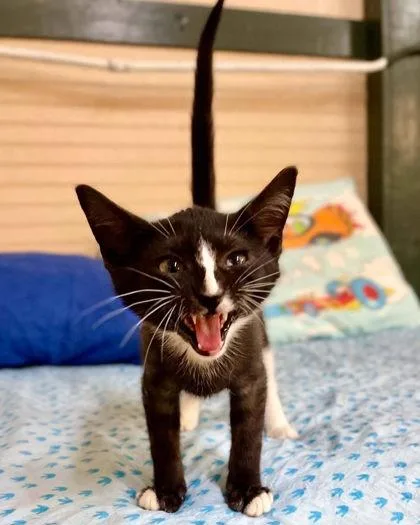 A young small-sized male Domestic Short Hair cat named Twinkle for adoption in River Ridge, LA