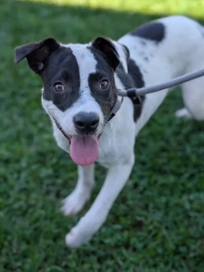 An adult medium-sized male Terrier dog named Ravi for adoption in Gulfport, MS