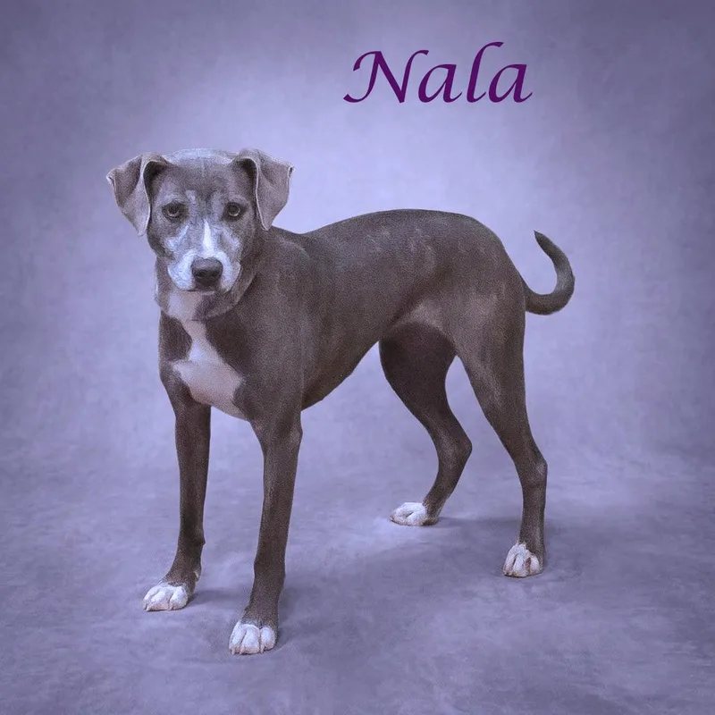 An adult medium-sized female Gray / Blue / Silver Labrador Retriever dog named Nala D for adoption in Lebanon, TN