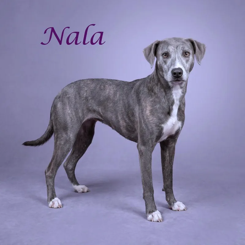 Nala D thumbnail 2