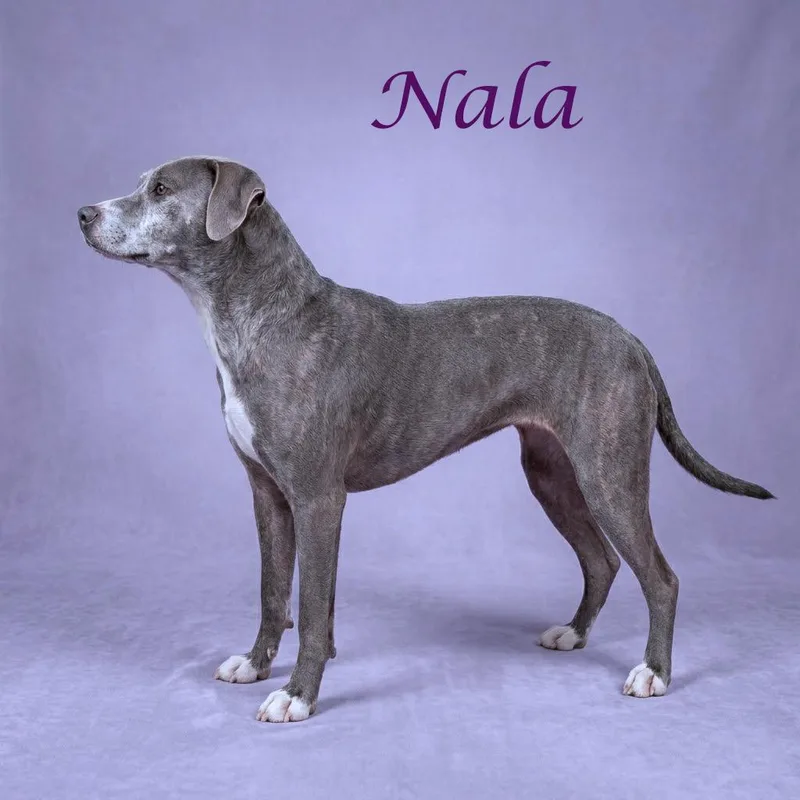 Nala D thumbnail 3