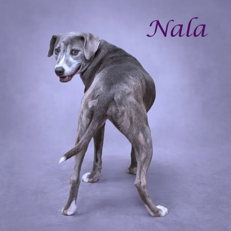 Nala D thumbnail 4
