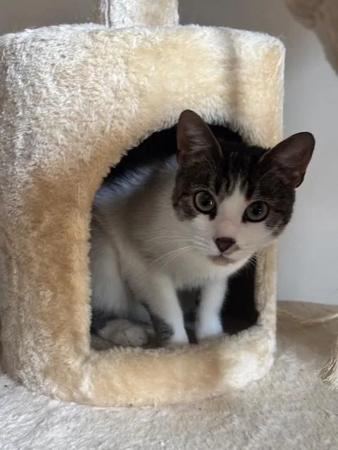 A young medium-sized female Domestic Short Hair cat named Beacon for adoption in Derwood, MD