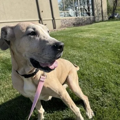An adult extra large-sized female Great Dane dog named Coco for adoption in Merriam, KS