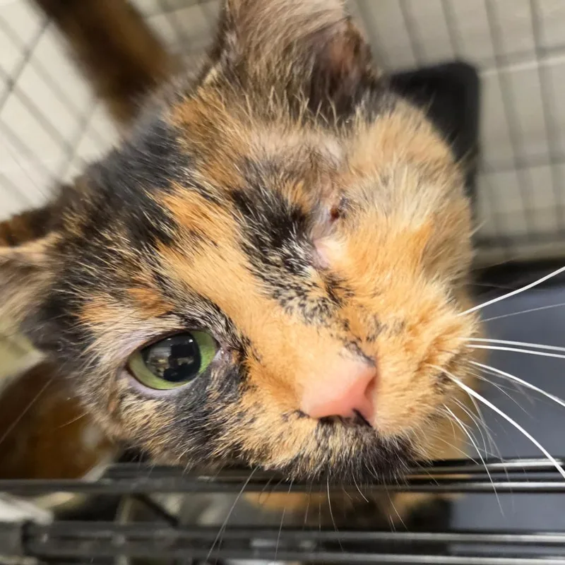 An adult medium-sized female Tortoiseshell Domestic Short Hair cat named Myla for adoption in Harrisonburg, VA