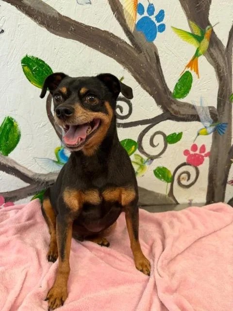 A senior small-sized male Terrier dog named Sparky for adoption in Brookhaven, MS