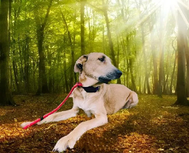 Mick Aka Boss thumbnail 2