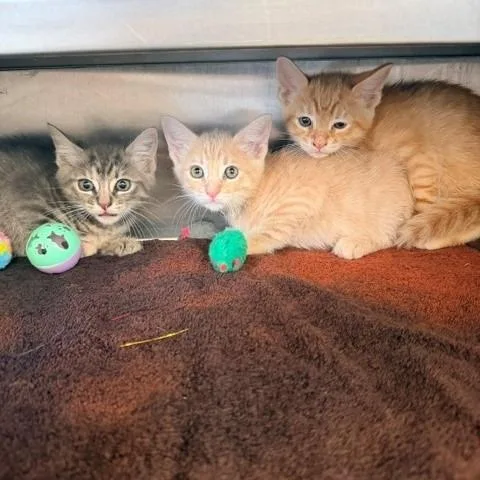 A baby small-sized female Gray / Blue / Silver Domestic Short Hair cat named Autumn for adoption in Hawthorne, CA