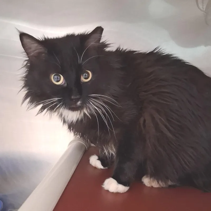 An adult large-sized female Black Domestic Medium Hair cat named Tina for adoption in Kanab, UT