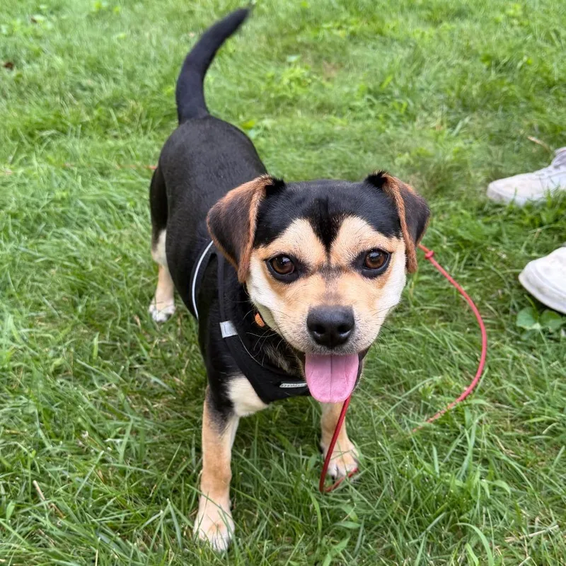 A senior small-sized male Black Dachshund dog named Ricki Home to for adoption in South Elgin, IL