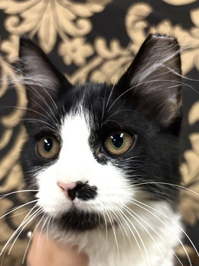 A baby medium-sized male Domestic Long Hair cat named Hammy for adoption in Pittsburgh, PA