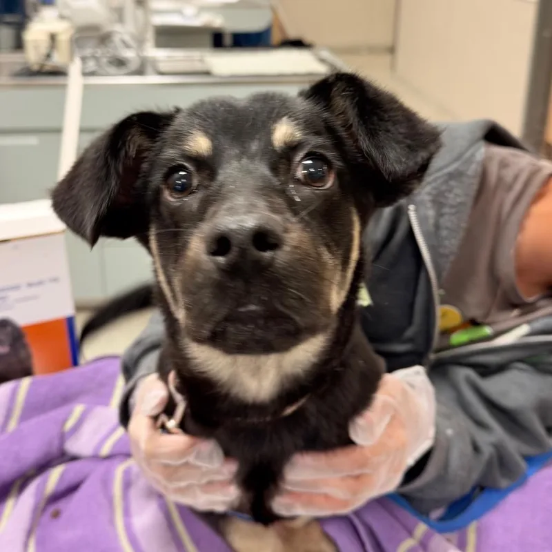 A young small-sized female Black Mixed Breed dog named Britney Spears for adoption in Jacksonville, FL