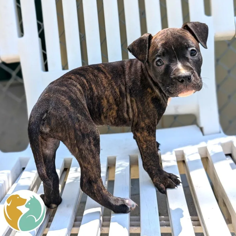 A baby small-sized male Brindle Pit Bull Terrier dog named Dos for adoption in Toledo, OH