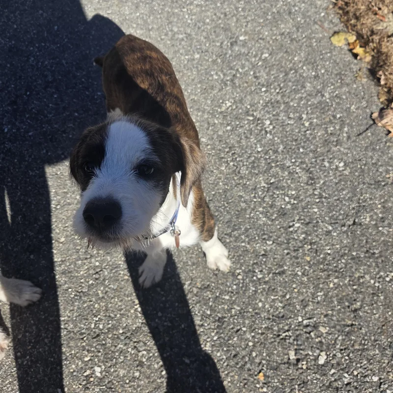 A baby medium-sized male Wirehaired Pointing Griffon dog named Milo for adoption in PLAINFIELD, CT