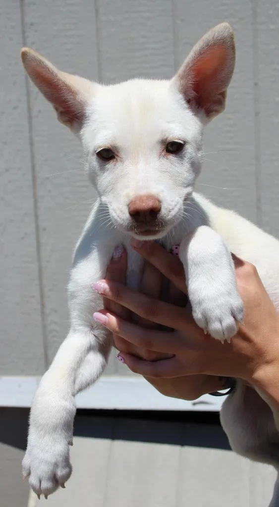 A baby medium-sized female Husky dog named Hermoine for adoption in Vacaville, CA