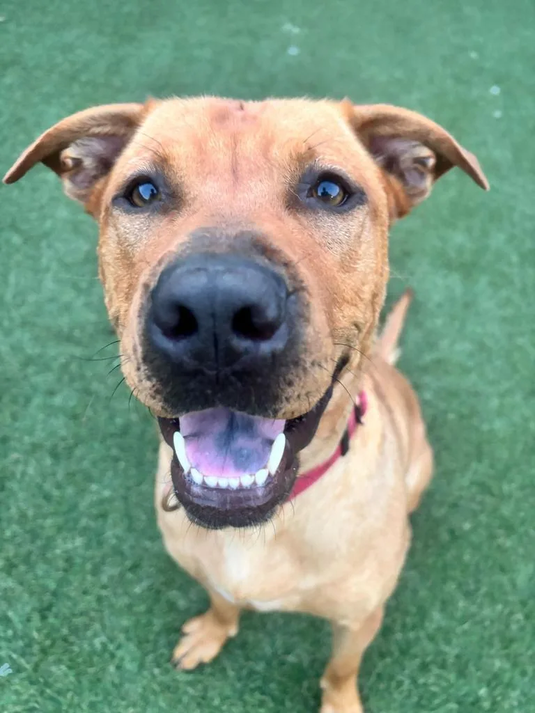 An adult medium-sized female Hound dog named Luna for adoption in New Orleans, LA