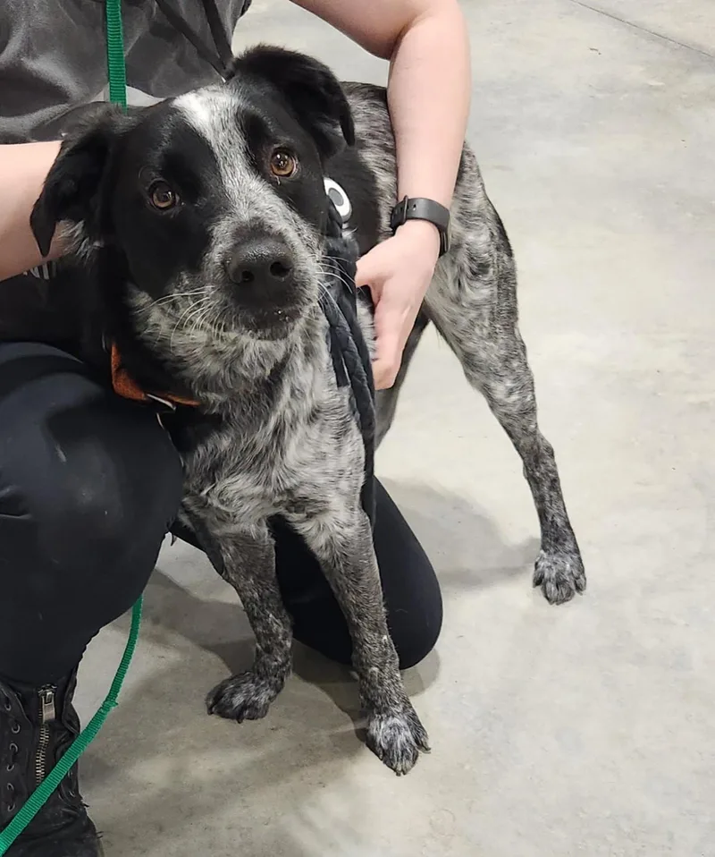 An adult medium-sized male Merle (Blue) Australian Cattle Dog / Blue Heeler dog named Thurston Howl Ii for adoption in Billings, MT