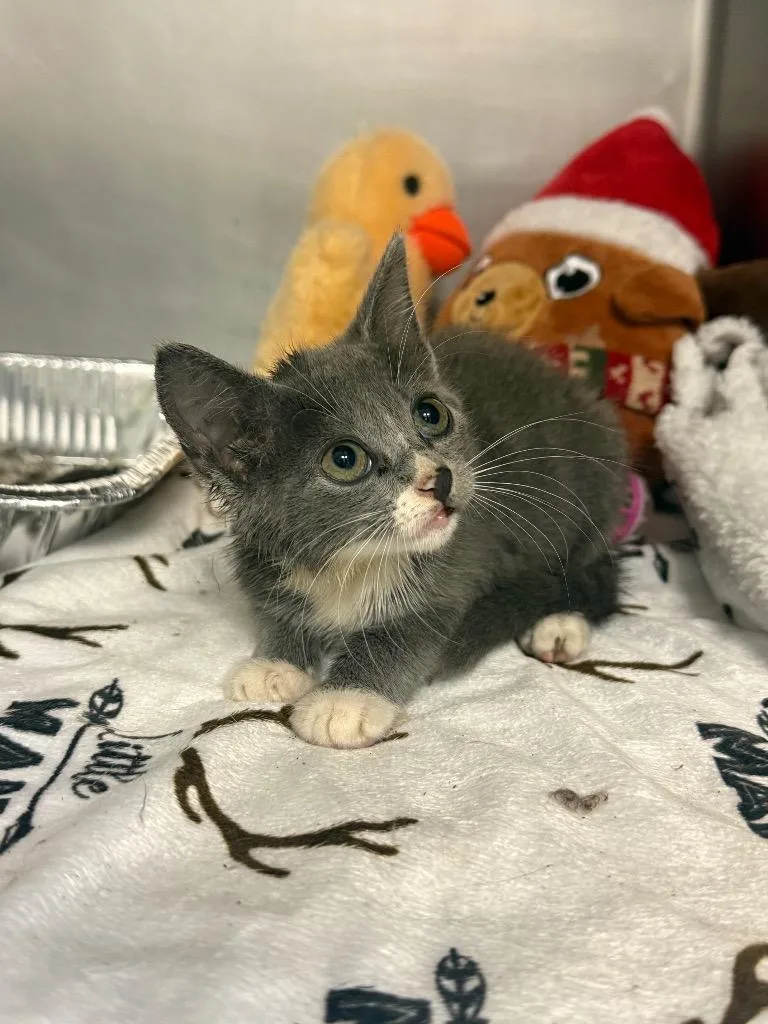 A baby medium-sized female Domestic Short Hair cat named Totsie for adoption in Sorrento, LA