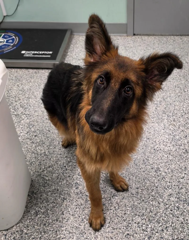 A baby medium-sized male Terrier dog named Hopper for adoption in Athens, TN