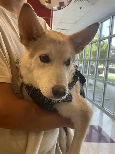 A baby medium-sized female Siberian Husky dog named Sable A for adoption in Plano, TX