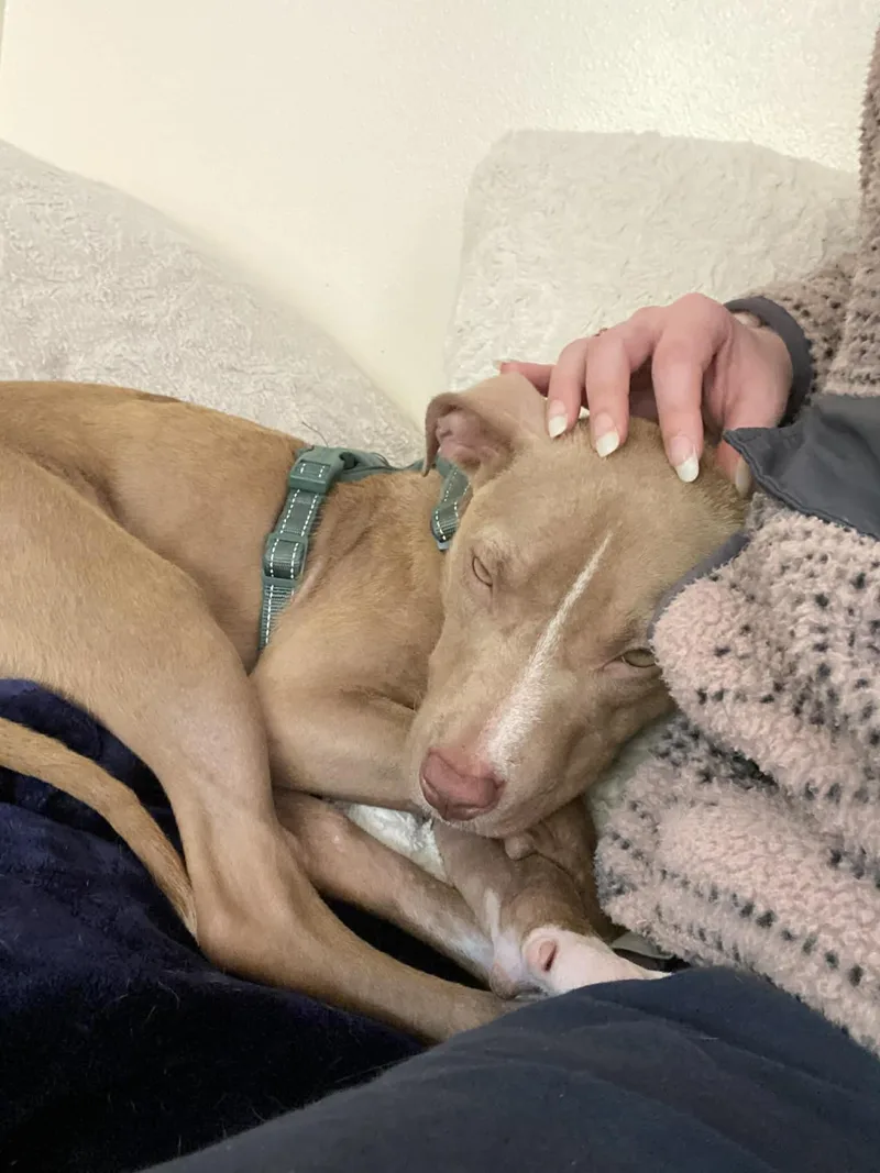 A baby medium-sized female Apricot / Beige Pit Bull Terrier dog named Honey for adoption in Covington, LA