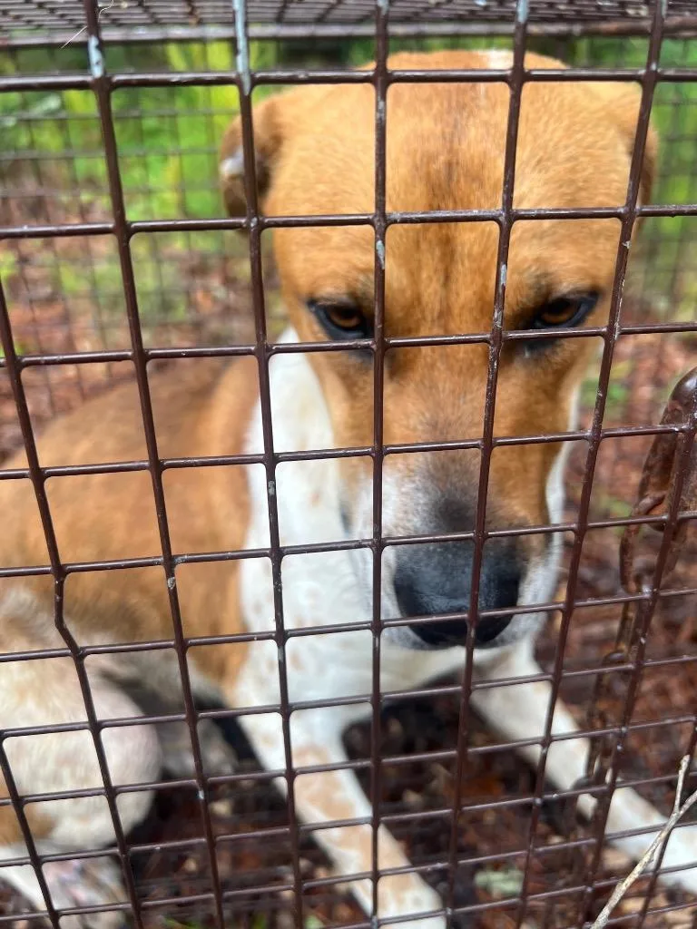 A young large-sized male Mixed Breed dog named Richie Rich for adoption in Rome, GA