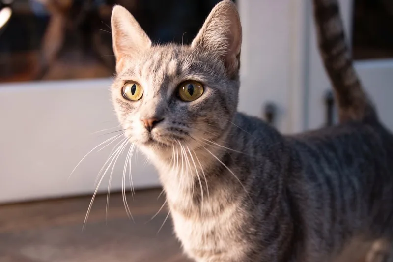 An adult small-sized female Tabby (Gray / Blue / Silver) Domestic Short Hair cat named Dorito for adoption in Haddon Heights, NJ