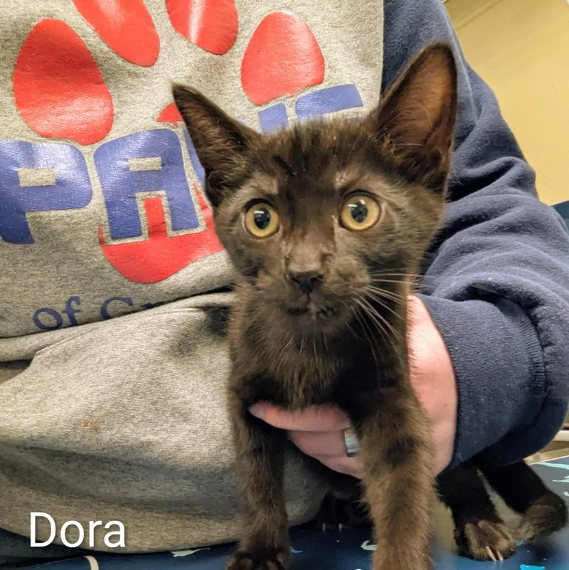 A baby medium-sized female Domestic Short Hair cat named Dora for adoption in Aberdeen, WA