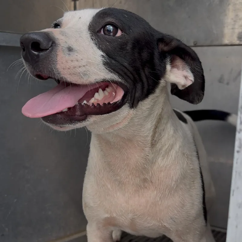 A baby medium-sized male Pit Bull Terrier dog named Charlie for adoption in Cabot, AR