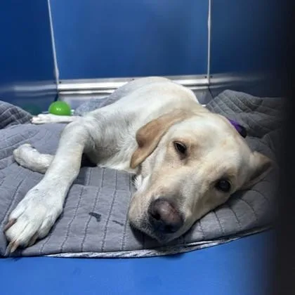 An adult large-sized female Labrador Retriever dog named Snow for adoption in Merriam, KS