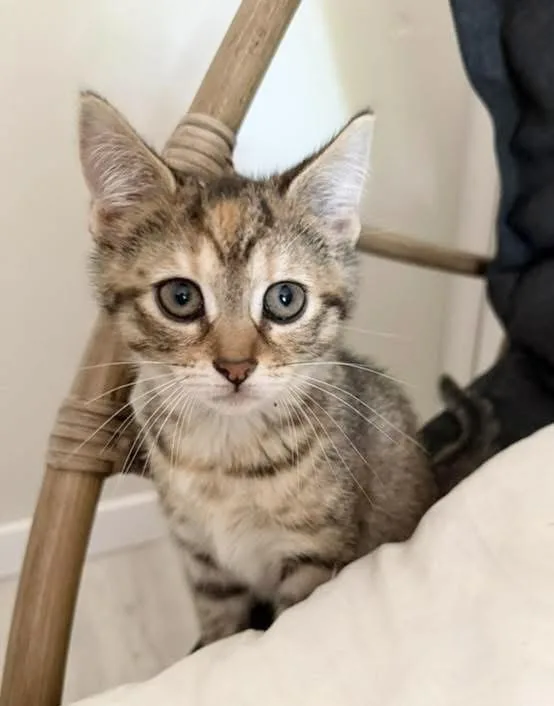 A baby medium-sized female Torbie Domestic Short Hair cat named Toadette for adoption in Breinigsville, PA