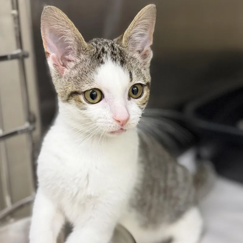 A baby medium-sized female Tabby (Brown / Chocolate) Domestic Short Hair cat named Symphony for adoption in Columbia, MD
