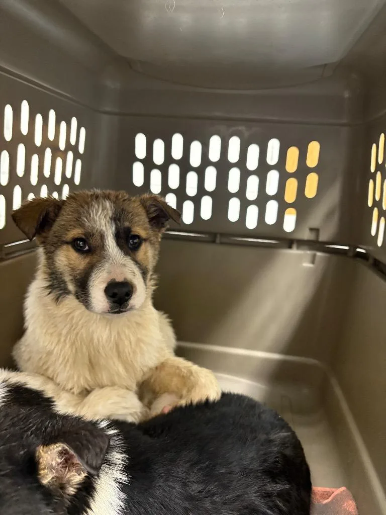 A baby medium-sized female Husky dog named Daisy for adoption in Findlay, OH