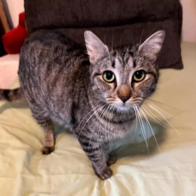 A young medium-sized female Brown / Chocolate Domestic Short Hair cat named Leela for adoption in League City, TX