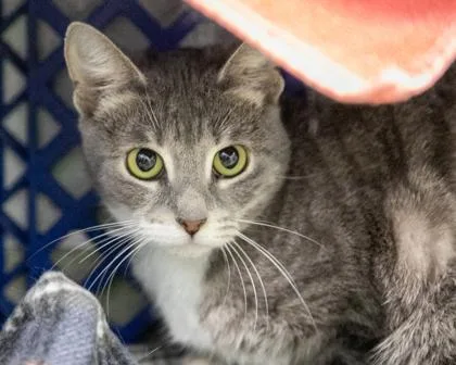 Gabriella thumbnail 3