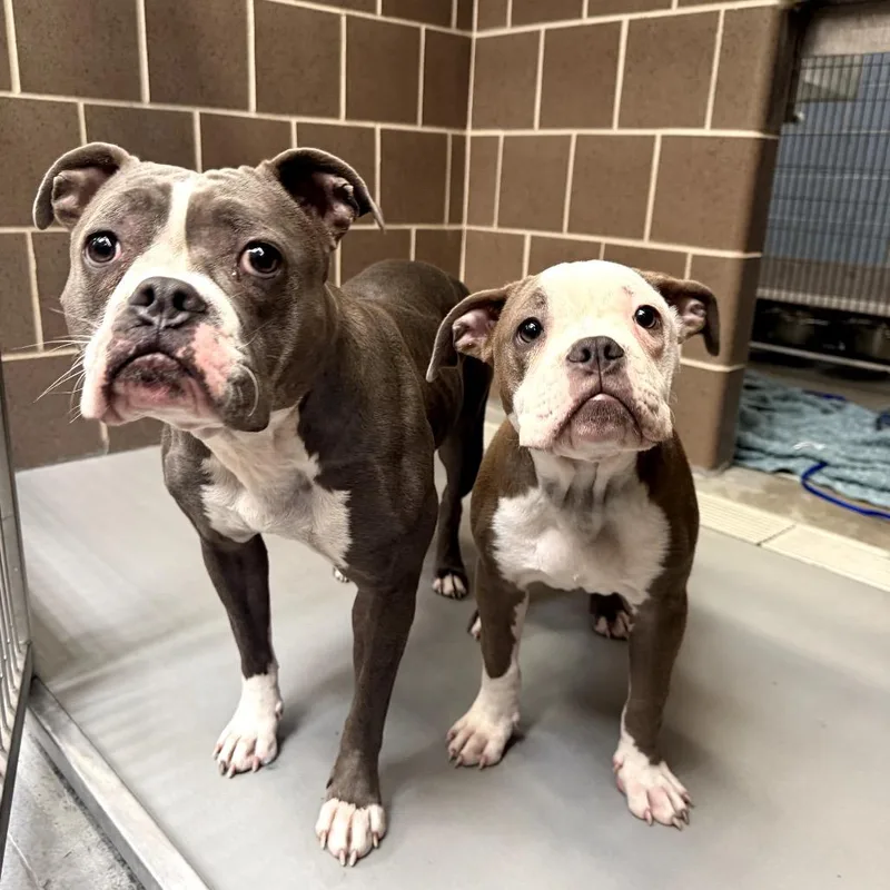 A baby small-sized male Gray / Blue / Silver Pit Bull Terrier dog named Chippy Dippy Dopey Dupey for adoption in Northbrook, IL