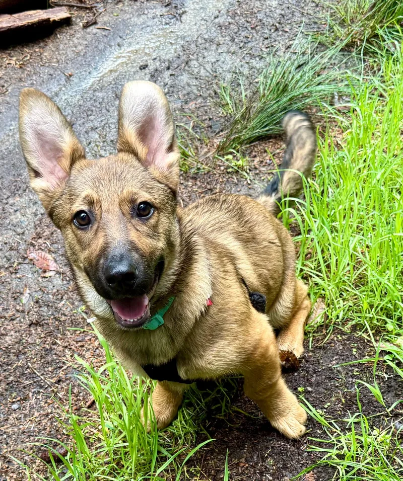 A young medium-sized female Apricot / Beige Corgi dog named Marleymarie for adoption in Hoopa, CA